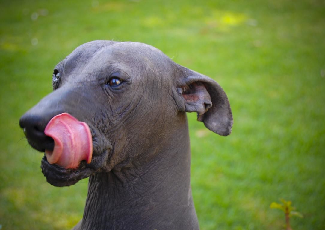 #34. Xoloitzcuintli (toy, mini, standard)